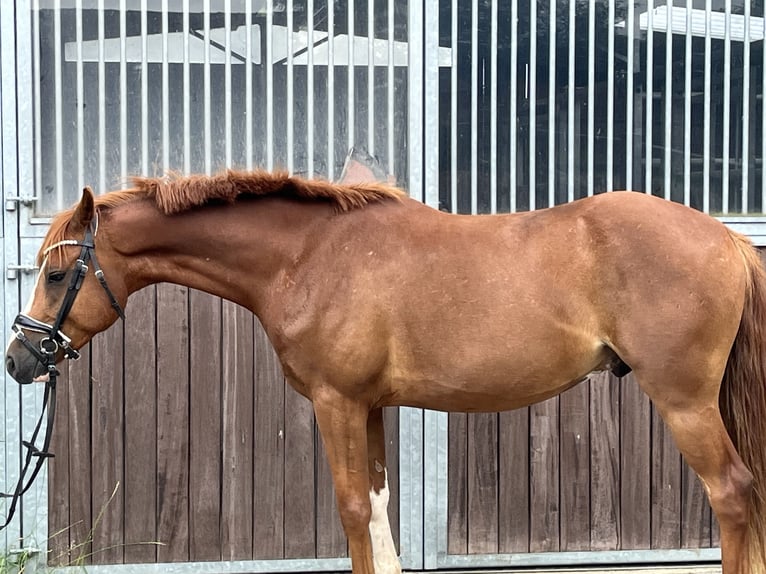 Poney de selle allemand Hongre 4 Ans 147 cm Alezan in Scharnebeck