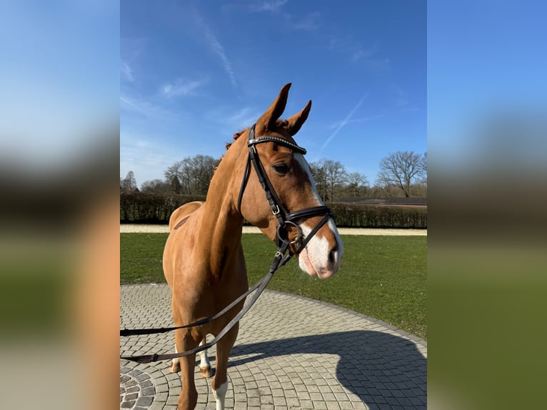 Poney de selle allemand Hongre 4 Ans 147 cm Alezan in Münster