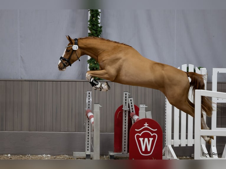 Poney de selle allemand Hongre 4 Ans 147 cm Alezan in Münster