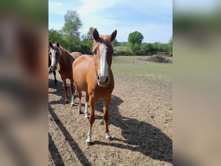 Poney de selle allemand Hongre 4 Ans 147 cm Alezan in Petershagen