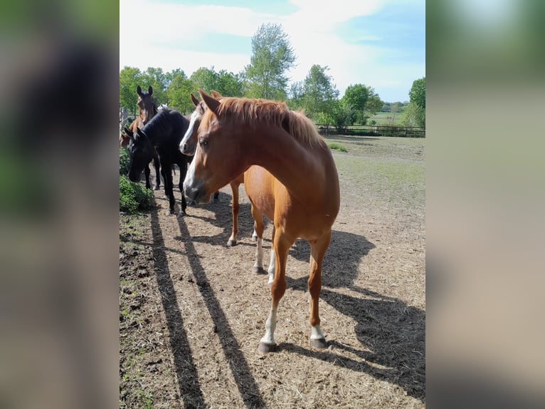 Poney de selle allemand Hongre 4 Ans 147 cm Alezan in Petershagen