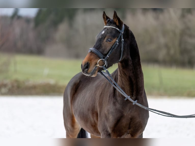 Poney de selle allemand Hongre 4 Ans 147 cm Bai brun in Heinzenbach