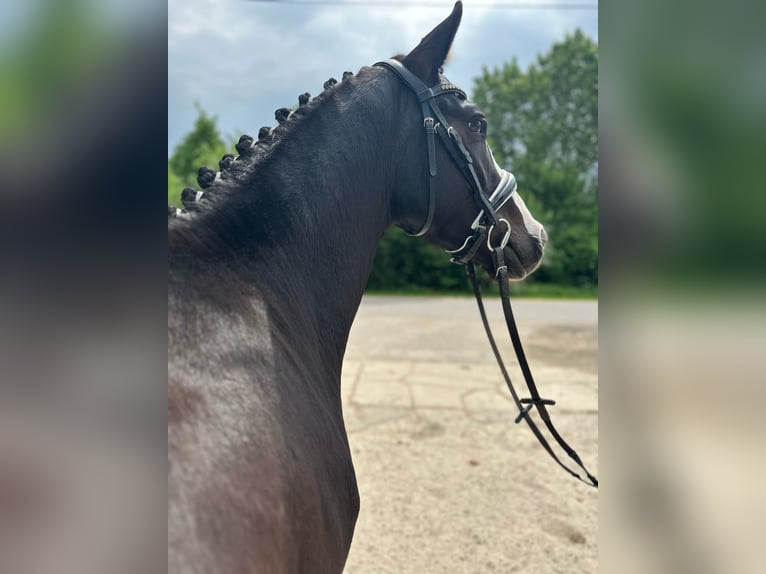 Poney de selle allemand Hongre 4 Ans 147 cm Bai brun foncé in Bülstringen