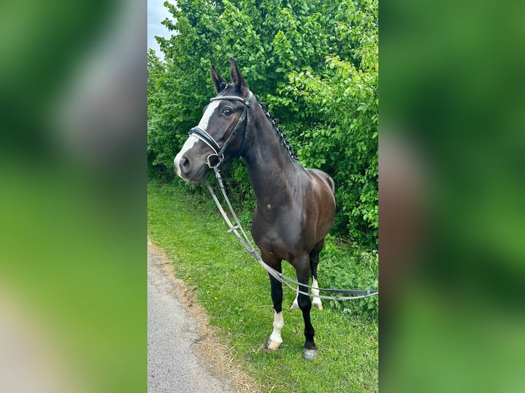 Poney de selle allemand Hongre 4 Ans 147 cm Bai brun foncé in Bülstringen