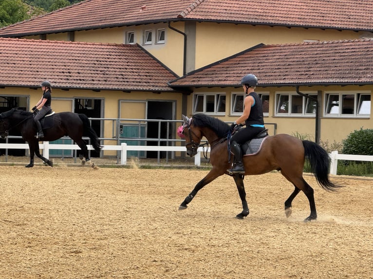 Poney de selle allemand Hongre 4 Ans 147 cm Bai in StrullendorfStrullendorf