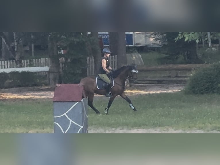 Poney de selle allemand Hongre 4 Ans 147 cm Bai in StrullendorfStrullendorf