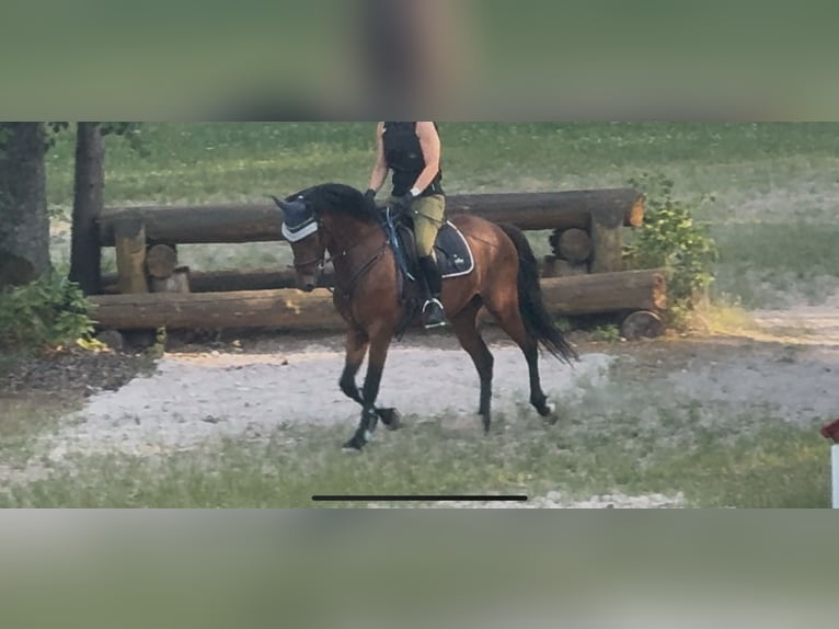 Poney de selle allemand Hongre 4 Ans 147 cm Bai in StrullendorfStrullendorf
