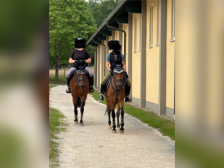 Poney de selle allemand Hongre 4 Ans 147 cm Bai in StrullendorfStrullendorf