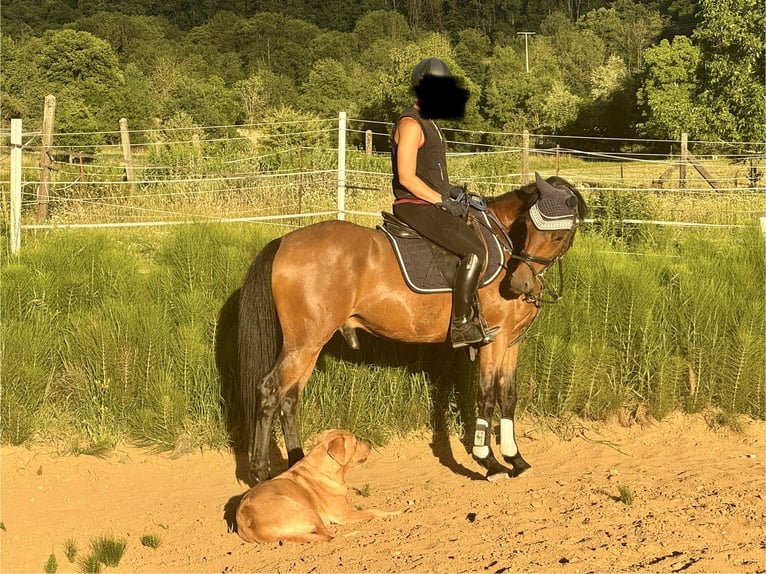 Poney de selle allemand Hongre 4 Ans 147 cm Bai in StrullendorfStrullendorf