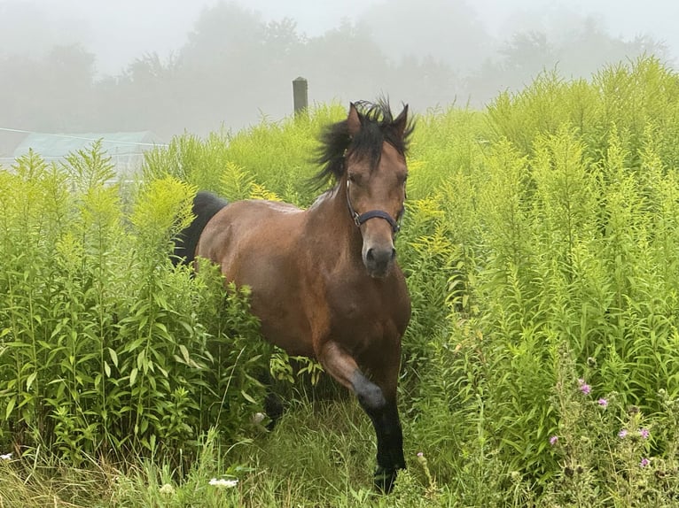 Poney de selle allemand Hongre 4 Ans 147 cm Bai in StrullendorfStrullendorf