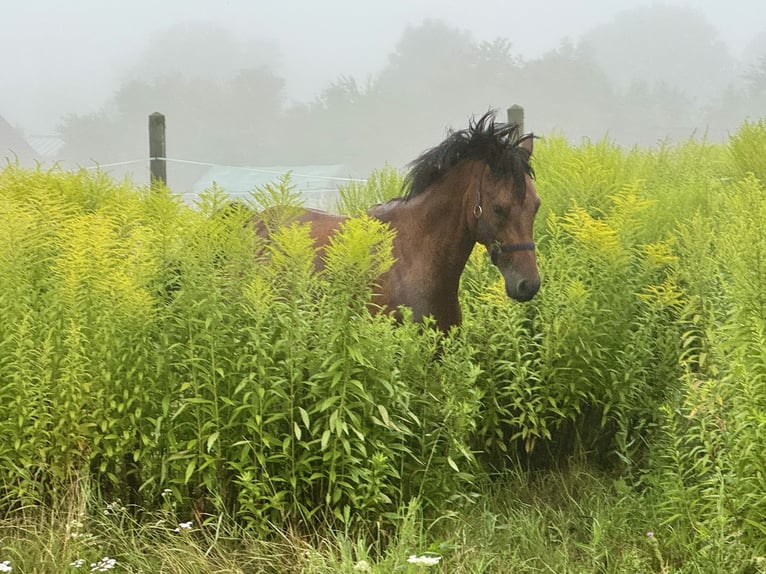 Poney de selle allemand Hongre 4 Ans 147 cm Bai in StrullendorfStrullendorf