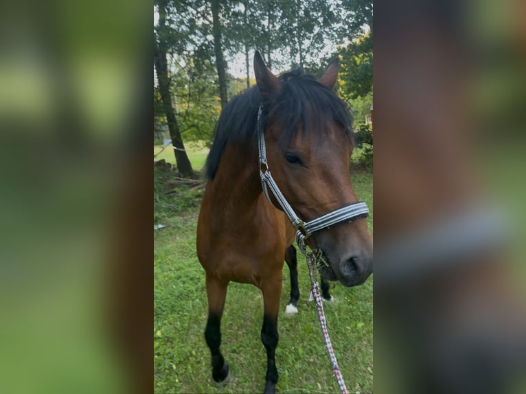 Poney de selle allemand Hongre 4 Ans 147 cm Bai in StrullendorfStrullendorf