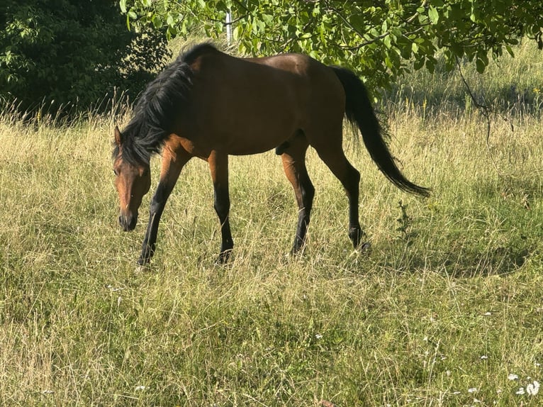 Poney de selle allemand Hongre 4 Ans 147 cm Bai in StrullendorfStrullendorf