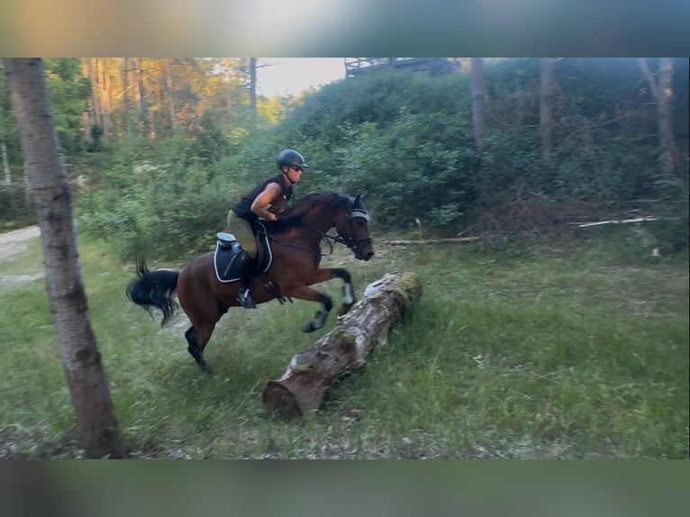 Poney de selle allemand Hongre 4 Ans 147 cm Bai in StrullendorfStrullendorf