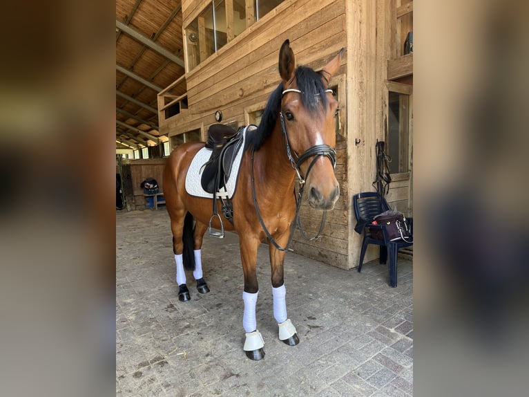 Poney de selle allemand Hongre 4 Ans 147 cm Bai in Haltern am See