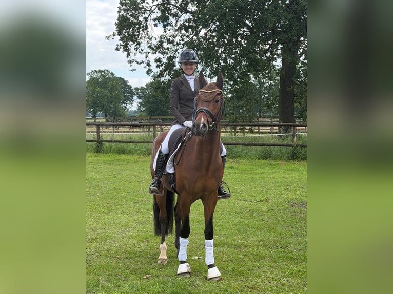 Poney de selle allemand Hongre 4 Ans 147 cm Bai in NordkirchenNordkirchen