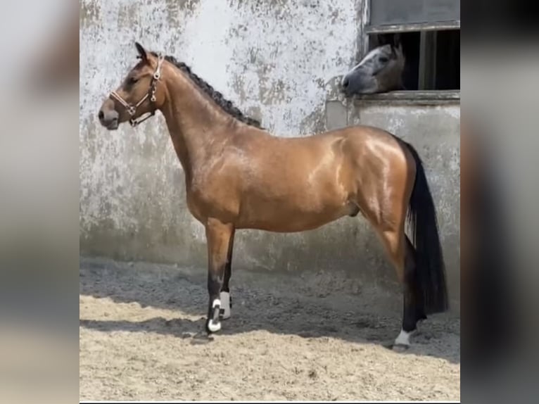 Poney de selle allemand Hongre 4 Ans 147 cm Bai in Engelskirchen