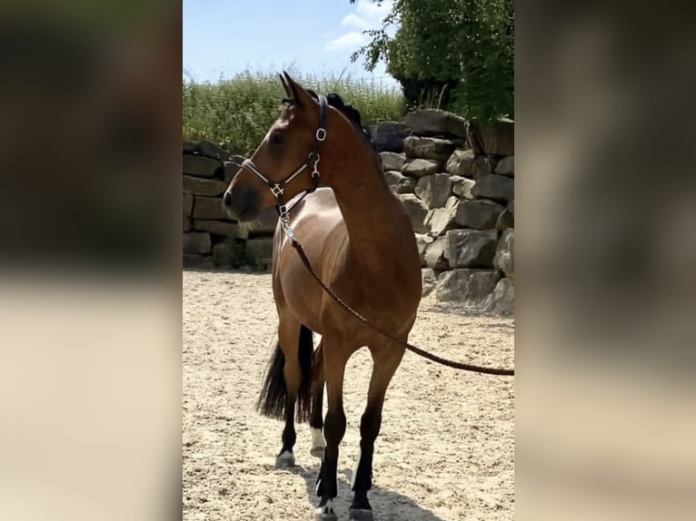 Poney de selle allemand Hongre 4 Ans 147 cm Bai in Engelskirchen