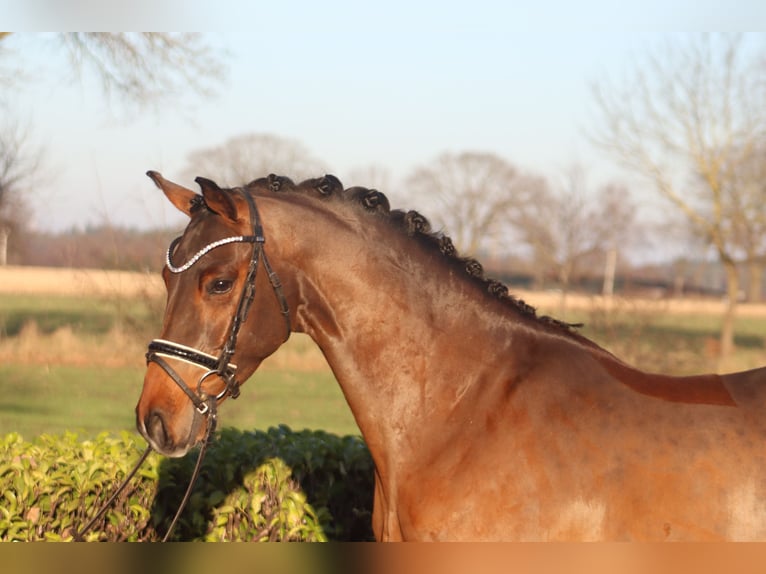 Poney de selle allemand Hongre 4 Ans 147 cm Bai in Reeßum