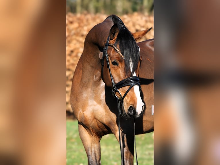 Poney de selle allemand Hongre 4 Ans 147 cm Bai in Rehburg-Loccum Münchehagen