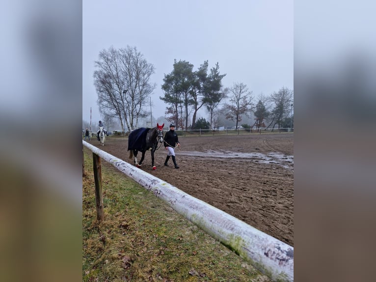 Poney de selle allemand Hongre 4 Ans 147 cm Gris in Hamersen