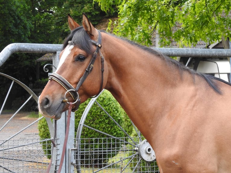 Poney de selle allemand Hongre 4 Ans 147 cm Isabelle in Bremerv&#xF6;rde