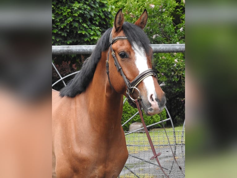 Poney de selle allemand Hongre 4 Ans 147 cm Isabelle in Bremerv&#xF6;rde