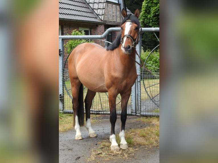 Poney de selle allemand Hongre 4 Ans 147 cm Isabelle in Bremerv&#xF6;rde
