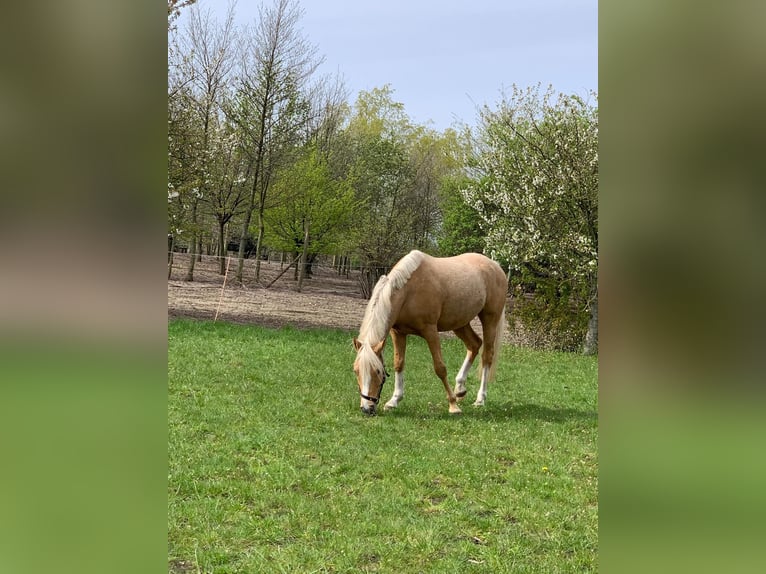 Poney de selle allemand Hongre 4 Ans 147 cm Palomino in Diepenau