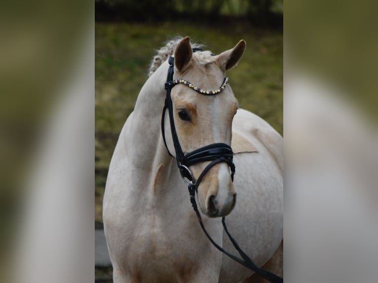 Poney de selle allemand Hongre 4 Ans 147 cm Palomino in Fürstenau