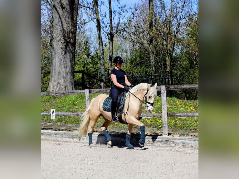 Poney de selle allemand Hongre 4 Ans 147 cm Palomino in Kempen