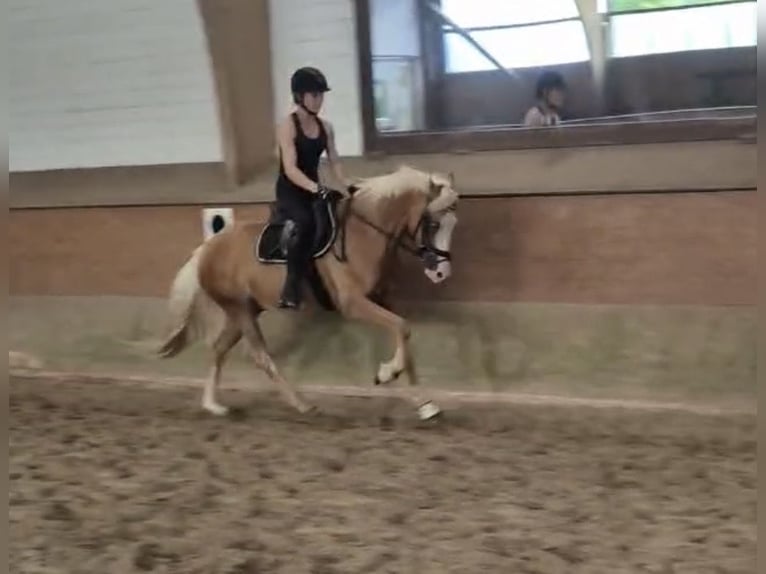 Poney de selle allemand Hongre 4 Ans 147 cm Palomino in Rosengarten
