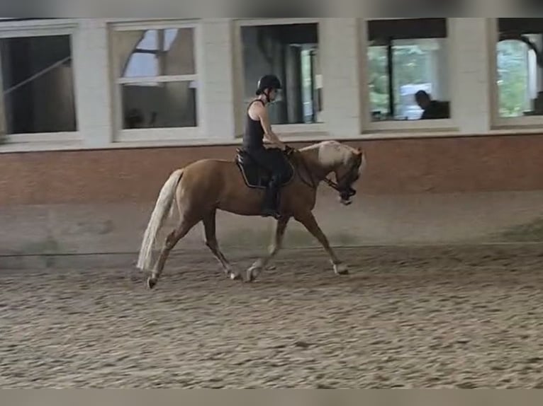 Poney de selle allemand Hongre 4 Ans 147 cm Palomino in Rosengarten