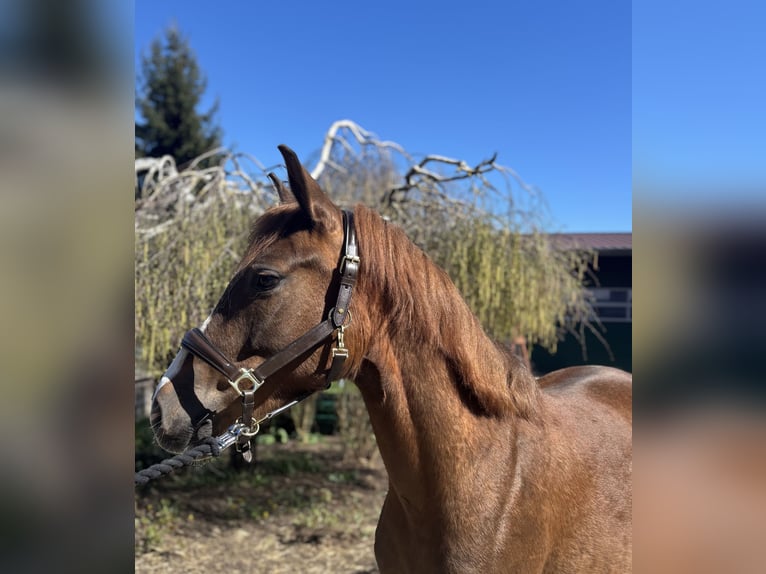 Poney de selle allemand Hongre 4 Ans 148 cm Alezan brûlé in Iggingen