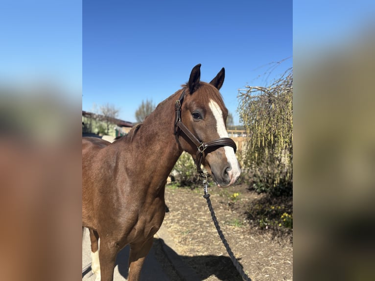 Poney de selle allemand Hongre 4 Ans 148 cm Alezan brûlé in Iggingen