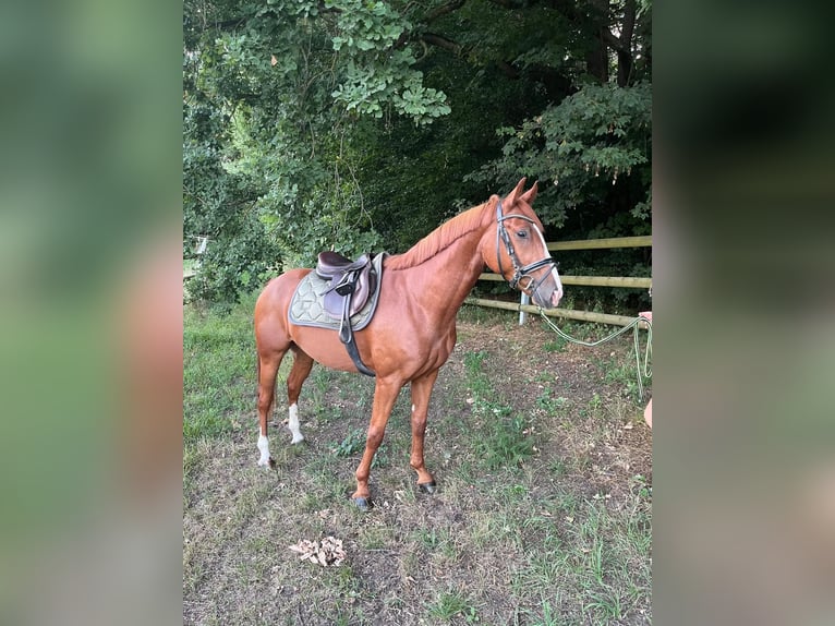 Poney de selle allemand Hongre 4 Ans 148 cm Alezan in Leipzig