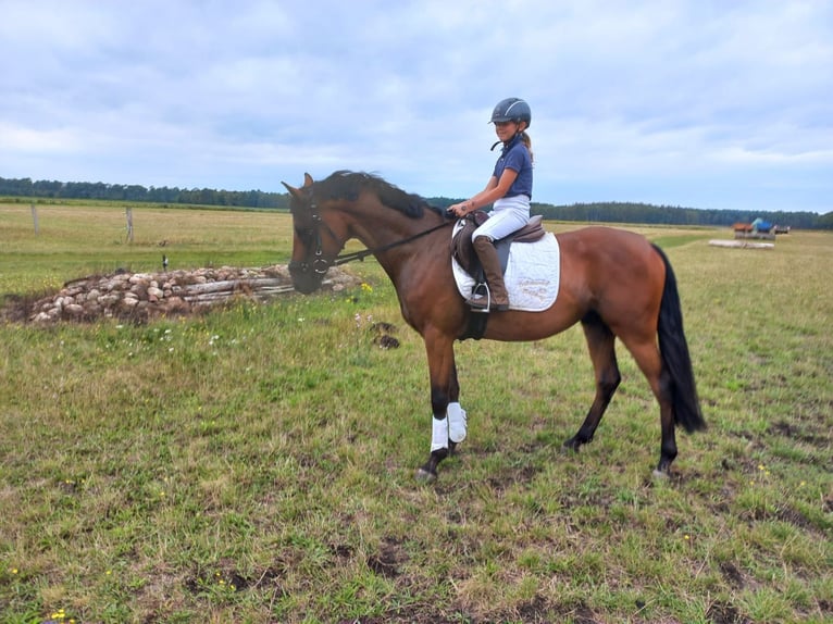 Poney de selle allemand Hongre 4 Ans 148 cm Bai in Pampow