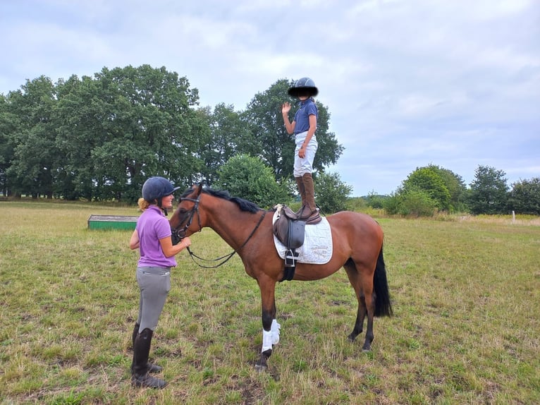 Poney de selle allemand Hongre 4 Ans 148 cm Bai in Pampow