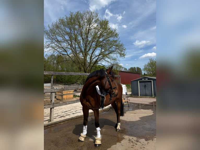 Poney de selle allemand Hongre 4 Ans 148 cm Bai in Schildow
