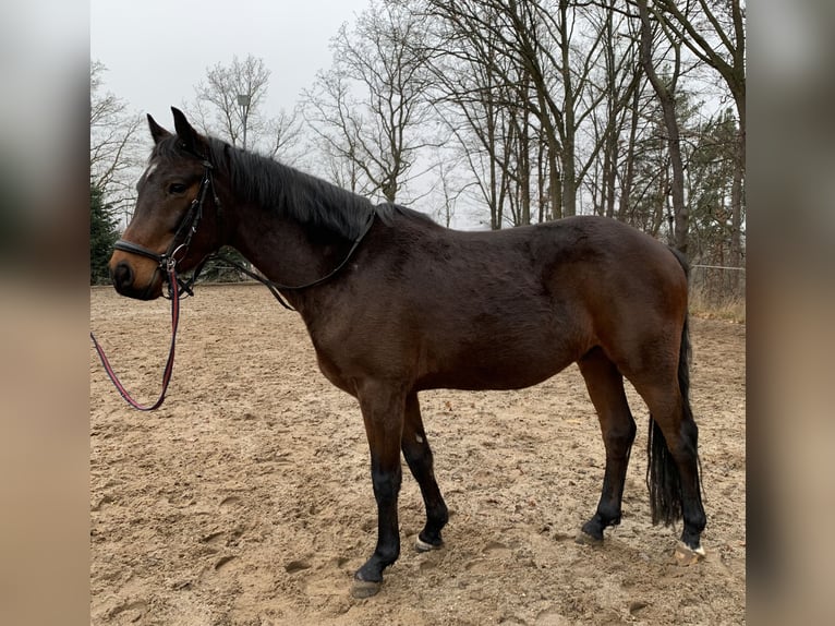 Poney de selle allemand Hongre 4 Ans 148 cm Bai in Penig