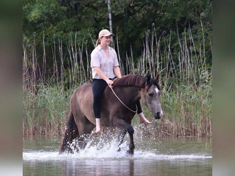 Poney de selle allemand Hongre 4 Ans 148 cm Buckskin in Oberhausen