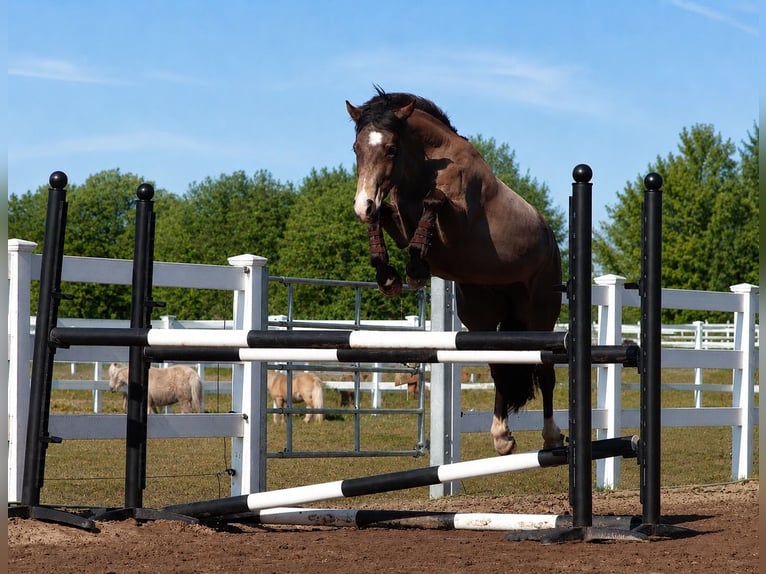 Poney de selle allemand Hongre 4 Ans 148 cm Buckskin in Oberhausen
