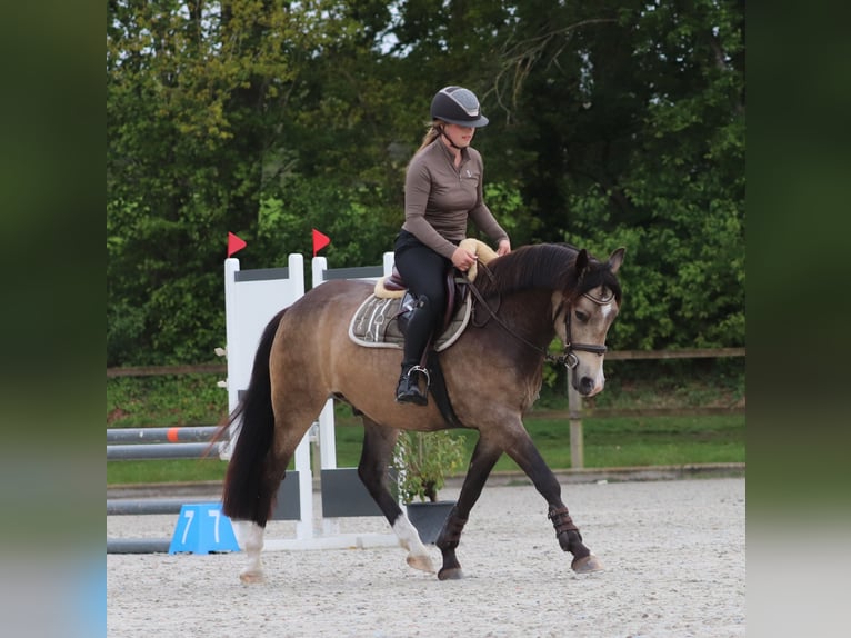 Poney de selle allemand Hongre 4 Ans 148 cm Buckskin in Oberhausen
