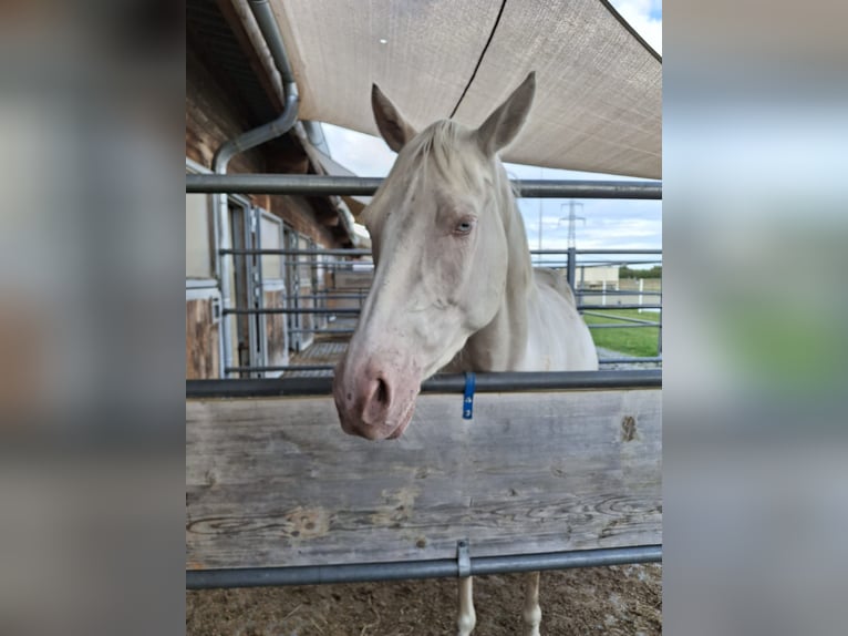 Poney de selle allemand Hongre 4 Ans 148 cm Cremello in Marchtrenk