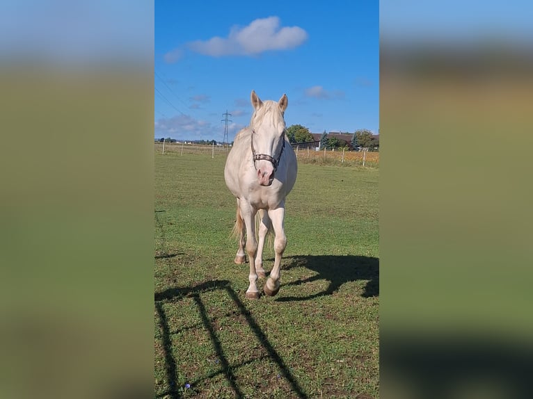 Poney de selle allemand Hongre 4 Ans 148 cm Cremello in Marchtrenk