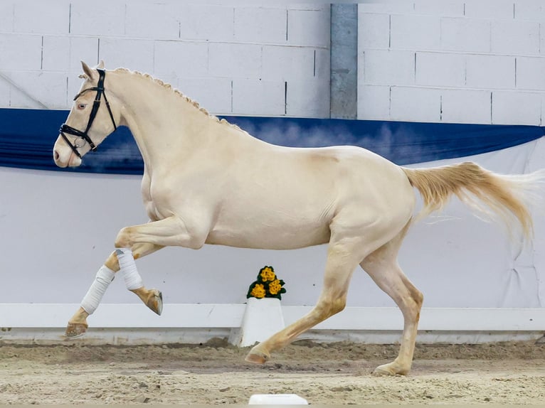 Poney de selle allemand Hongre 4 Ans 148 cm Cremello in Marsberg