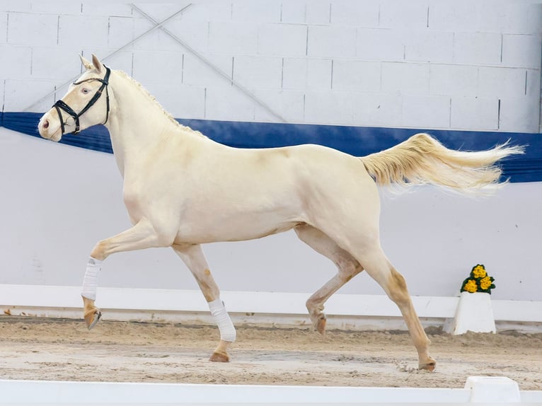 Poney de selle allemand Hongre 4 Ans 148 cm Cremello in Marsberg
