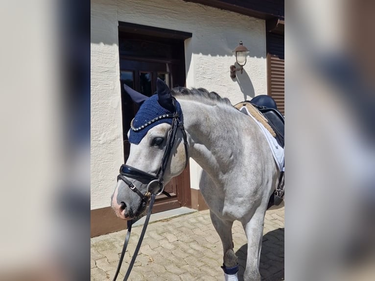 Poney de selle allemand Hongre 4 Ans 148 cm Gris in Bohmte