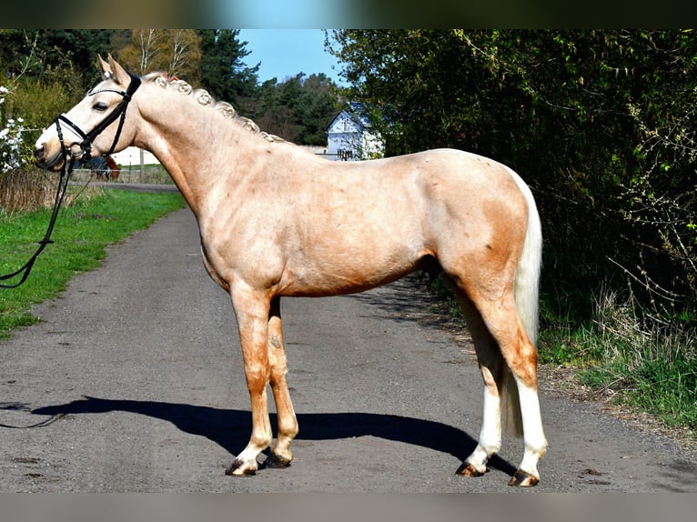 Poney de selle allemand Hongre 4 Ans 148 cm Palomino in Kamern