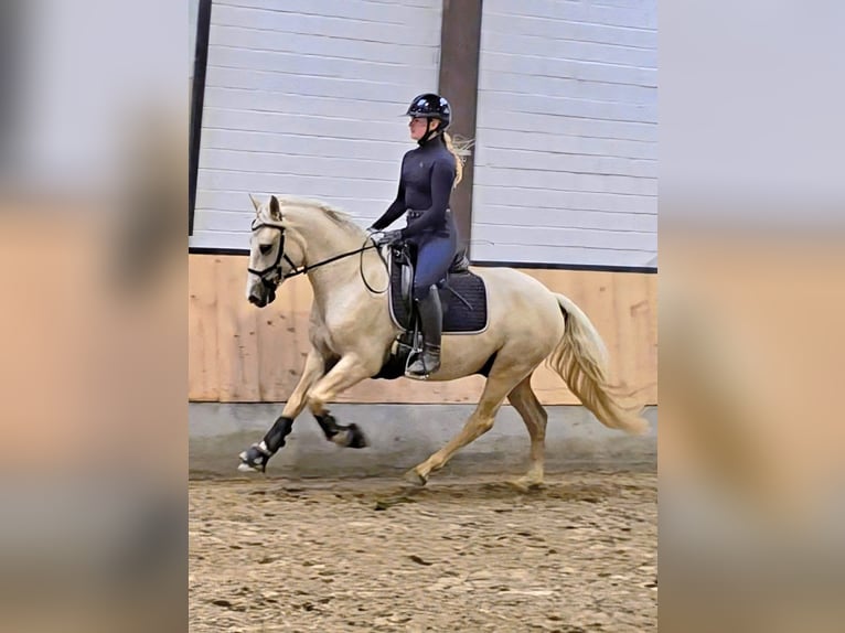 Poney de selle allemand Hongre 4 Ans 148 cm Palomino in Kempen